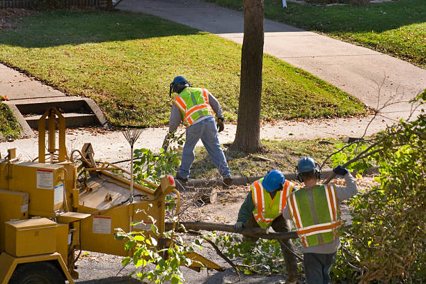 Best Firewood Processing and Delivery  in Lauderdale Lakes, WI